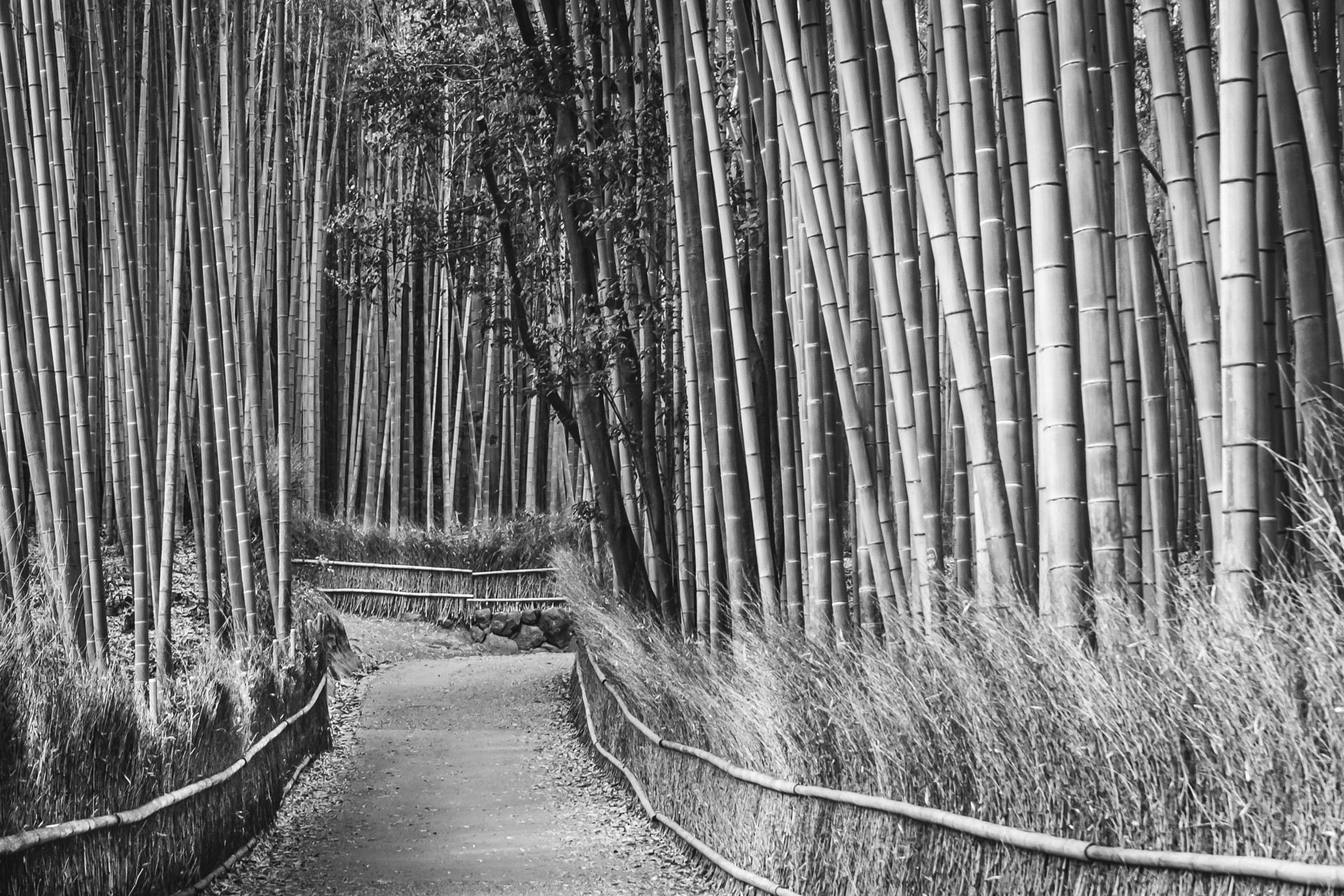 Arashiyama Bamboo Forest, Kyoto, Japan, Black and White – Canvas Prints ...